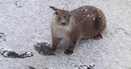 Eurasian otter (Lutra lutra), also known as the European otter, Eurasian river otter playing near pond in winter time