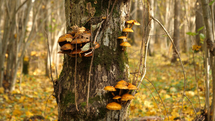 Autumn October in the wild forest