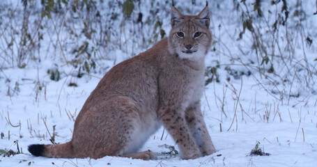 Lynx walks in the snowy forest in winter