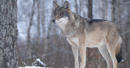 Wolf in the forest with winter background