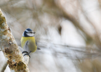Wild songbird in the garden in winter