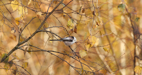 long-tailed tit (Aegithalos caudatus), also named long-tailed bushti sitting on the branch of tree