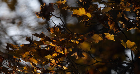 Autumn October in the wild forest