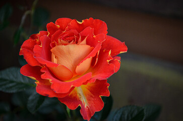 red and yellow rose