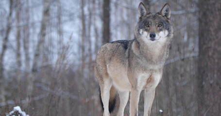 Wolf in the forest with winter background