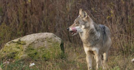 Wolves in the wood with autumn background