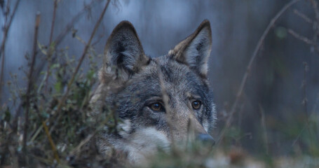 Wolf in the forest with winter background