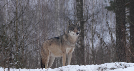 Wolf in the forest with winter background