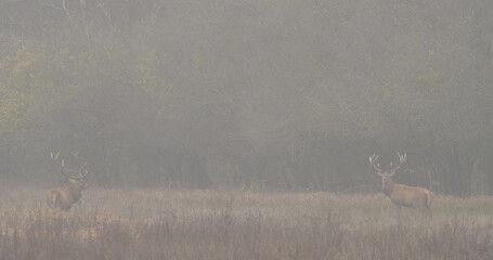 A group of red deer (Cervus elaphus) standing far away from the photographer in an autumn landscape in the morning in the fog