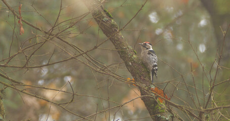 Lesser spotted woodpecker (Dryobates minor) on the branch of tree in the autumn
