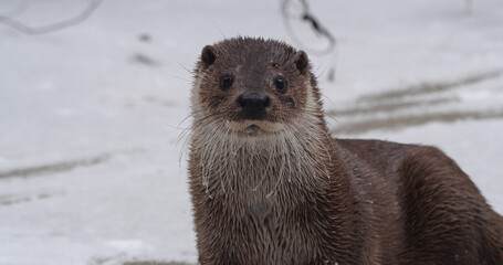 Eurasian otter (Lutra lutra), also known as the European otter, Eurasian river otter playing near...