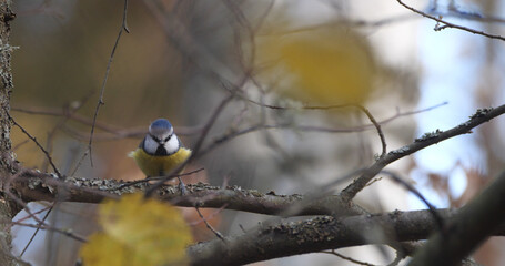 Eurasian blue tit (Cyanistes caeruleus) sitting on the branch of tree