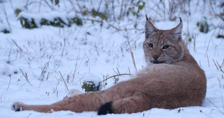 Lynx walks in the snowy forest in winter