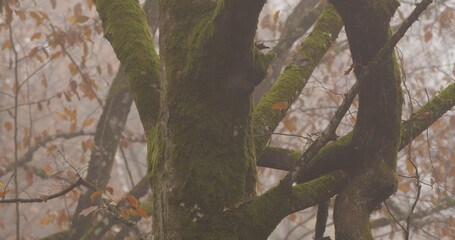 Autumn October in the wild forest