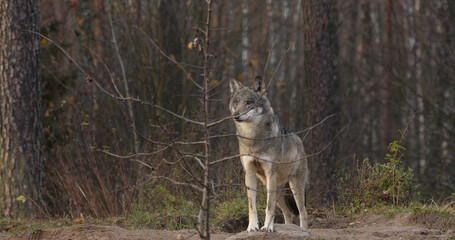 Wolf in the wood at the autumn background