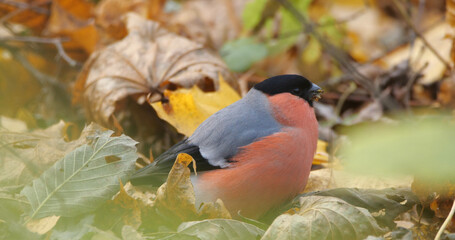 Eurasian bullfinch, common bullfinch (Pyrrhula pyrrhula) portrait feeding on the branch
