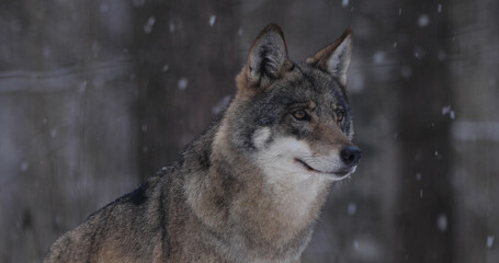 Wolf in the forest with winter background