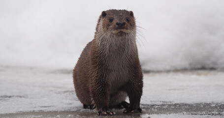 Eurasian otter (Lutra lutra), also known as the European otter, Eurasian river otter playing near pond in winter time