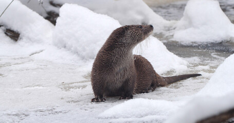 Eurasian otter (Lutra lutra), also known as the European otter, Eurasian river otter playing near...