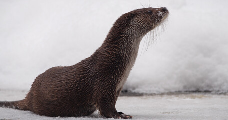 Eurasian otter (Lutra lutra), also known as the European otter, Eurasian river otter playing near...