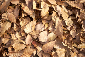落葉・日差し・茶色・乾燥・一面・マクロ・背景・壁紙
