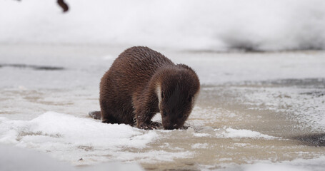 Eurasian otter (Lutra lutra), also known as the European otter, Eurasian river otter playing near...