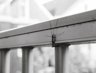 Insects on the balcony 