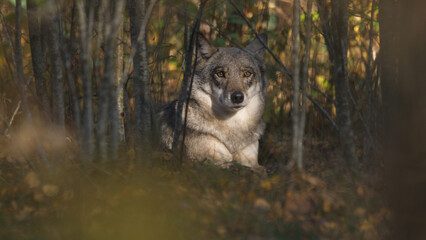 Wolf in the wood with autumn background