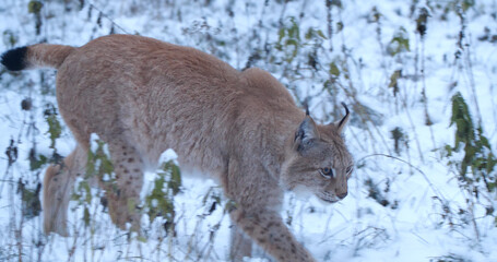 Lynx walks in the snowy forest in winter