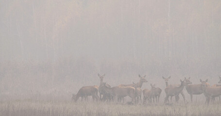 A group of red deer (Cervus elaphus) standing far away from the photographer in an autumn landscape...
