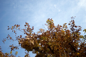 紅葉・木・枝先・空・大空・背景・アップ