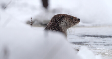 Eurasian otter (Lutra lutra), also known as the European otter, Eurasian river otter playing near pond in winter time