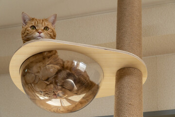 猫のお気に入りの場所