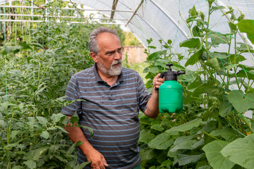 Mature man  spraying liquid fertilizer the foliar feeding on the vegetables in garden. Caring for vegetables seedlings. Feeding