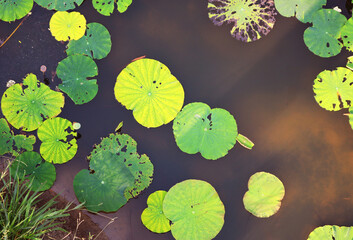 Nelumbo nucifera leaf in the freshwater lake with aerial top view.
