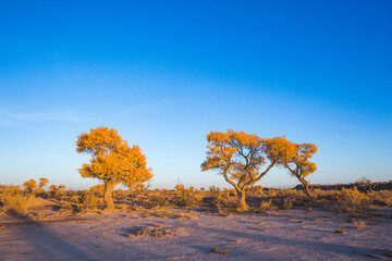 Turanga or poplar variegated in Altyn Emel National Park. Kazakhstan