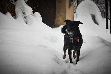 A dog in a winter scenery.