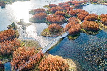 Aerial photography of red metasequoia forest in Aixi Lake Wetland Park, Nanchang, Jiangxi, China