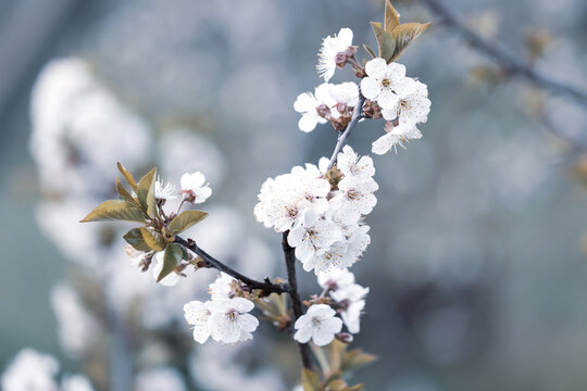 Tinted photo: Blooming branch of fruit cherry in the garden