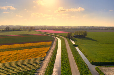 Landscape of a fieldss of tulips / bulb fields near Warmenhuizen, The Netherlands.