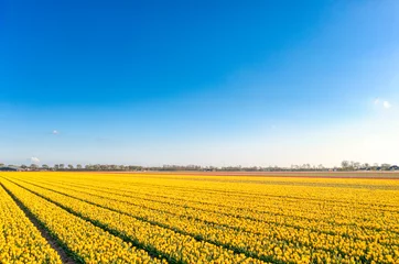 Tuinposter Landscape of a fields of yellow tulips / bulb field near Warmenhuizen, The Netherlands. © Alex de Haas