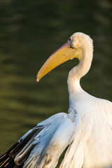 portrait of a pelican on water wave background