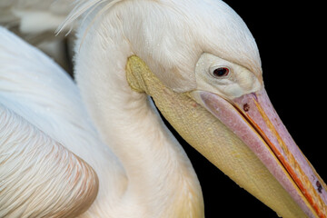 close up of a pelican on solid black background