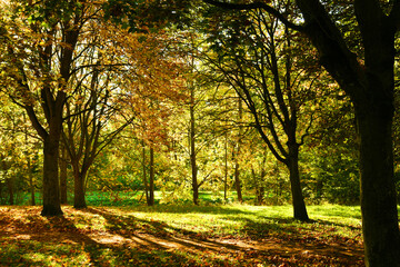 Obraz premium Autumn landscape. Pathway through the autumn park. 