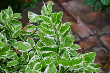 Variegated Leaves of  Creeping foxglove ​in the garden