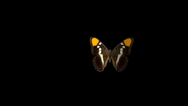 animated butterfly flapping wings on black background
