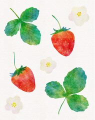 苺とイチゴの葉っぱと花の水彩画イラストセット