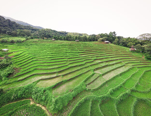 Fototapeta na wymiar Rice field terraced