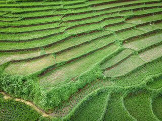 Rice field terraced