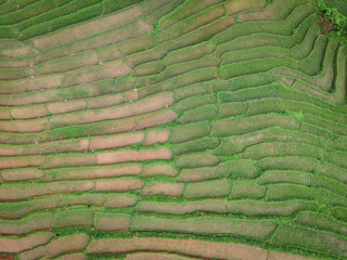 Top view of Rice field terraced